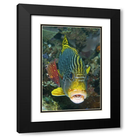 Lined sweetlip fish is being cleaned, Indonesia Black Modern Wood Framed Art Print with Double Matting by Shimlock, Jones
