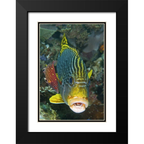 Lined sweetlip fish is being cleaned, Indonesia Black Modern Wood Framed Art Print with Double Matting by Shimlock, Jones