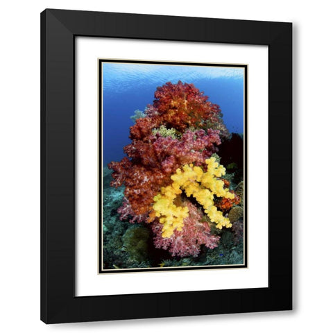 Corals on reef, Irian Jaya, West Papua, Indonesia Black Modern Wood Framed Art Print with Double Matting by Shimlock, Jones