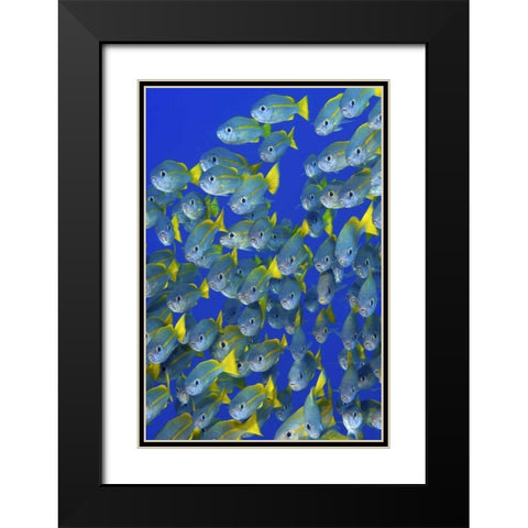 Yellowtail snapper fish, Irian Jaya, Indonesia Black Modern Wood Framed Art Print with Double Matting by Shimlock, Jones