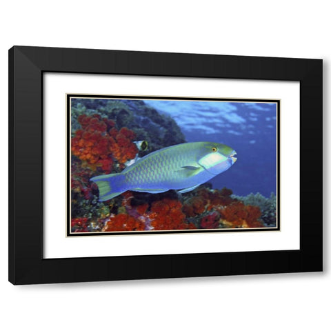 Parrotfish, Irian Jaya, West Papua, Indonesia Black Modern Wood Framed Art Print with Double Matting by Shimlock, Jones