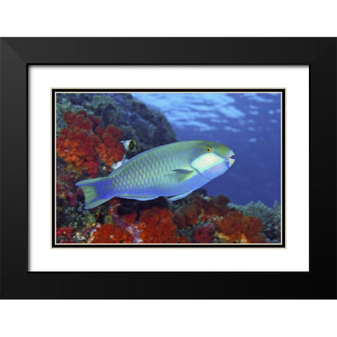Parrotfish, Irian Jaya, West Papua, Indonesia Black Modern Wood Framed Art Print with Double Matting by Shimlock, Jones