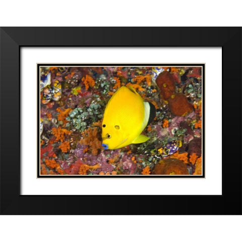 Angelfish, Irian Jaya, West Papua, Indonesia Black Modern Wood Framed Art Print with Double Matting by Shimlock, Jones
