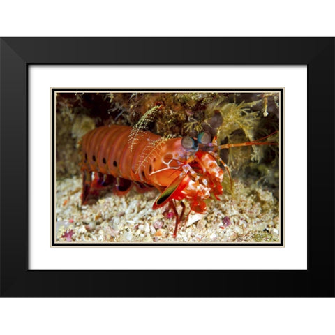 Shrimp on ocean floor, Irian Jaya, Indonesia Black Modern Wood Framed Art Print with Double Matting by Shimlock, Jones