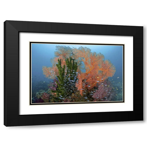 Reef scenics, Irian Jaya, West Papua, Indonesia Black Modern Wood Framed Art Print with Double Matting by Shimlock, Jones