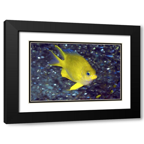 Yellow damselfish, West Papua, Indonesia Black Modern Wood Framed Art Print with Double Matting by Shimlock, Jones