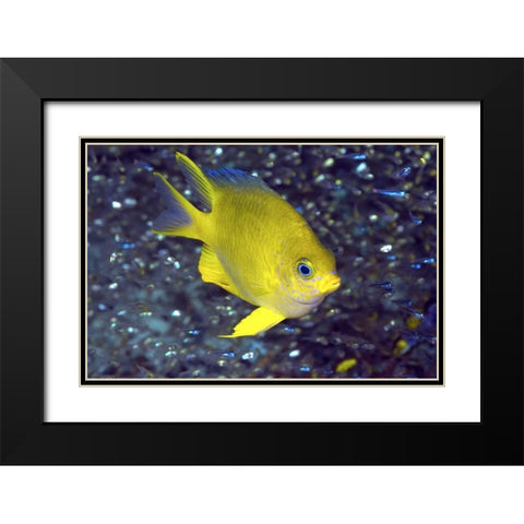 Yellow damselfish, West Papua, Indonesia Black Modern Wood Framed Art Print with Double Matting by Shimlock, Jones