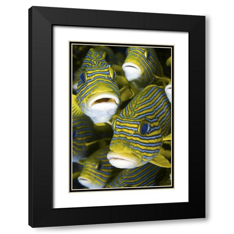 Sweetlip fish, Irian Jaya, West Papua, Indonesia Black Modern Wood Framed Art Print with Double Matting by Shimlock, Jones