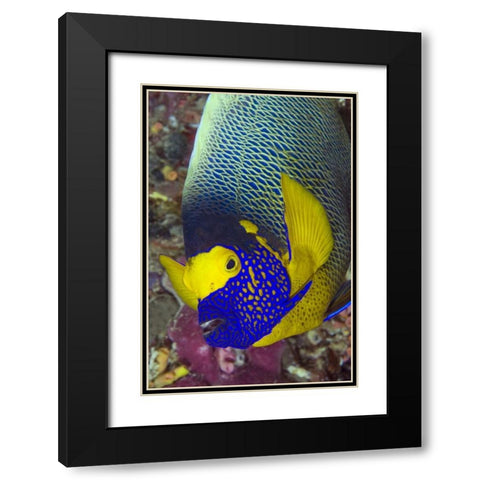 Detail of angelfish, Irian Jaya, Indonesia Black Modern Wood Framed Art Print with Double Matting by Shimlock, Jones