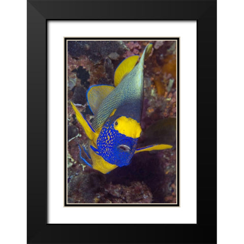 Angelfish, Irian Jaya, West Papua, Indonesia Black Modern Wood Framed Art Print with Double Matting by Shimlock, Jones