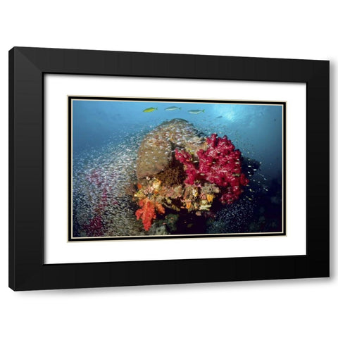 Reef scenics, Irian Jaya, West Papua, Indonesia Black Modern Wood Framed Art Print with Double Matting by Shimlock, Jones