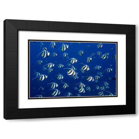 Bannerfish, Irian Jaya, West Papua, Indonesia Black Modern Wood Framed Art Print with Double Matting by Shimlock, Jones