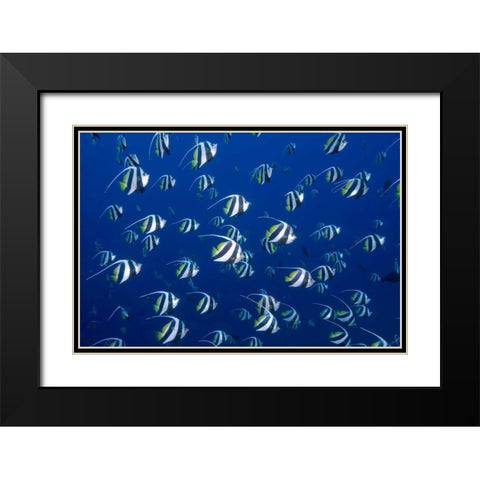 Bannerfish, Irian Jaya, West Papua, Indonesia Black Modern Wood Framed Art Print with Double Matting by Shimlock, Jones