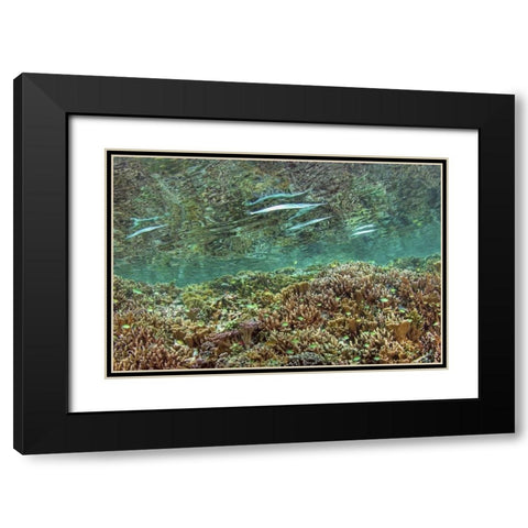 Indonesia, Papua Needlefish feeding by a reef Black Modern Wood Framed Art Print with Double Matting by Shimlock, Jones