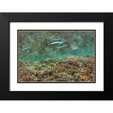 Indonesia, Papua Needlefish feeding by a reef Black Modern Wood Framed Art Print with Double Matting by Shimlock, Jones