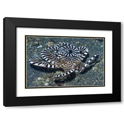 Indonesia A wonderpus long-armed octopus Black Modern Wood Framed Art Print with Double Matting by Shimlock, Jones