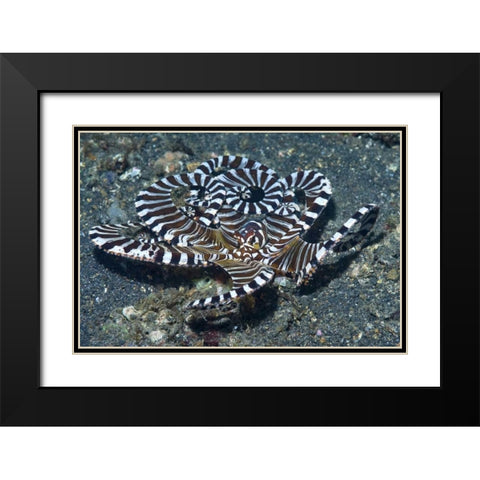 Indonesia A wonderpus long-armed octopus Black Modern Wood Framed Art Print with Double Matting by Shimlock, Jones