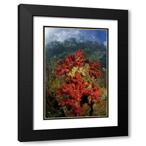 Indonesia, Papua, Fak Fak, Triton Bay Coral reef Black Modern Wood Framed Art Print with Double Matting by Shimlock, Jones