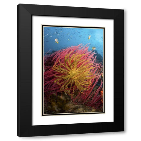 Indonesia, Pisang Islands Feather star crinoids Black Modern Wood Framed Art Print with Double Matting by Shimlock, Jones