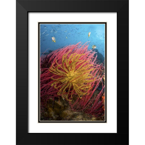 Indonesia, Pisang Islands Feather star crinoids Black Modern Wood Framed Art Print with Double Matting by Shimlock, Jones