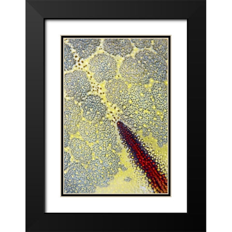 Indonesia, Papua, Raja Ampat Sea star Black Modern Wood Framed Art Print with Double Matting by Shimlock, Jones