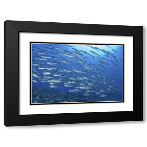 Indonesia, Papua Scad fish, tuna look-alikes Black Modern Wood Framed Art Print with Double Matting by Shimlock, Jones