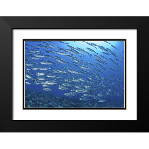 Indonesia, Papua Scad fish, tuna look-alikes Black Modern Wood Framed Art Print with Double Matting by Shimlock, Jones