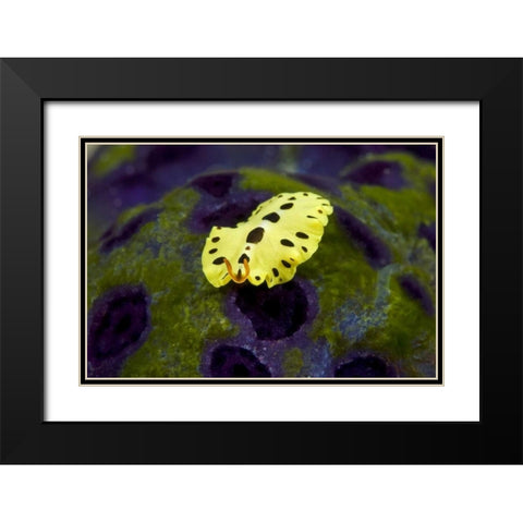 Indonesia, Papua Recently discovered flatworm Black Modern Wood Framed Art Print with Double Matting by Shimlock, Jones