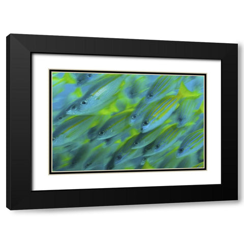Indonesia, Papua, Raja Ampat Abstract Snapper Black Modern Wood Framed Art Print with Double Matting by Shimlock, Jones