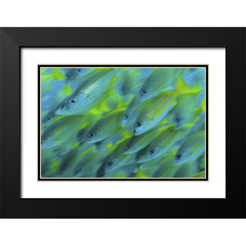 Indonesia, Papua, Raja Ampat Abstract Snapper Black Modern Wood Framed Art Print with Double Matting by Shimlock, Jones