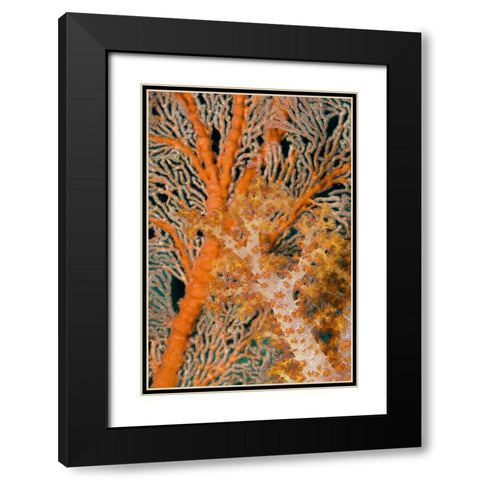 Indonesia, Papua Orange sea fan under tree coral Black Modern Wood Framed Art Print with Double Matting by Shimlock, Jones