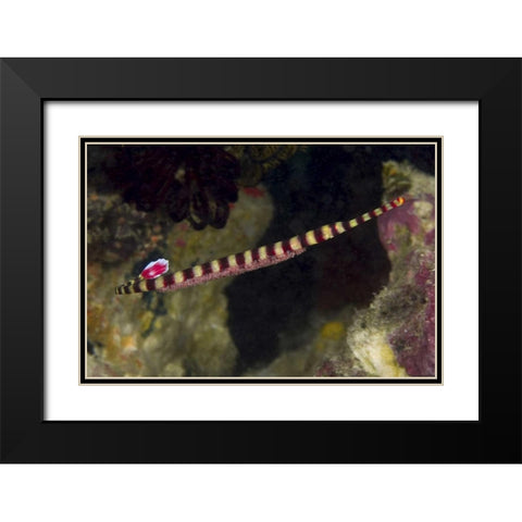 Indonesia, Papua Male pipefish with eggs Black Modern Wood Framed Art Print with Double Matting by Shimlock, Jones