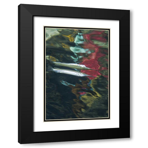 Indonesia, Papua Abstract of halfbeak fish Black Modern Wood Framed Art Print with Double Matting by Shimlock, Jones