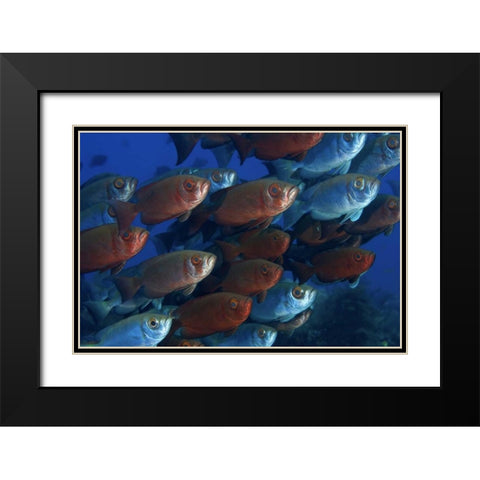 Indonesia, Papua Bigeye fish Black Modern Wood Framed Art Print with Double Matting by Shimlock, Jones