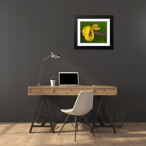 Indonesia Close-up of juvenile green tree python Black Modern Wood Framed Art Print with Double Matting by Flaherty, Dennis