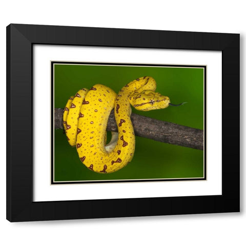 Indonesia Close-up of juvenile green tree python Black Modern Wood Framed Art Print with Double Matting by Flaherty, Dennis