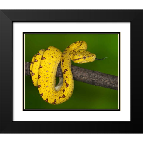Indonesia Close-up of juvenile green tree python Black Modern Wood Framed Art Print with Double Matting by Flaherty, Dennis