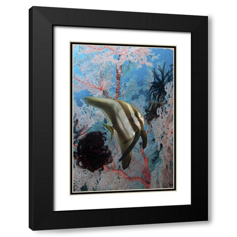 Indonesia, Papua, Raja Ampat Batfish and coral Black Modern Wood Framed Art Print with Double Matting by Shimlock, Jones