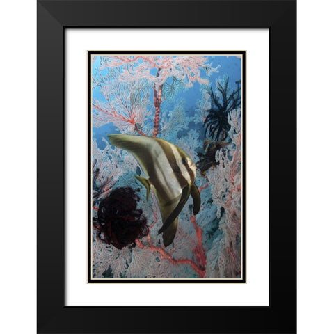 Indonesia, Papua, Raja Ampat Batfish and coral Black Modern Wood Framed Art Print with Double Matting by Shimlock, Jones