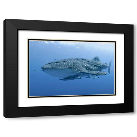 Indonesia, Papua Whale shark and remoras Black Modern Wood Framed Art Print with Double Matting by Shimlock, Jones