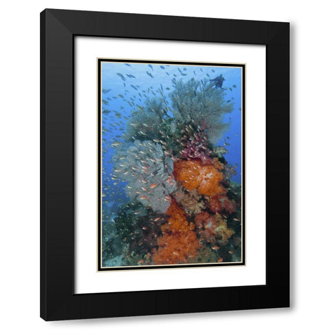 Indonesia, Komodo NP Underwater Fish and coral Black Modern Wood Framed Art Print with Double Matting by Shimlock, Jones