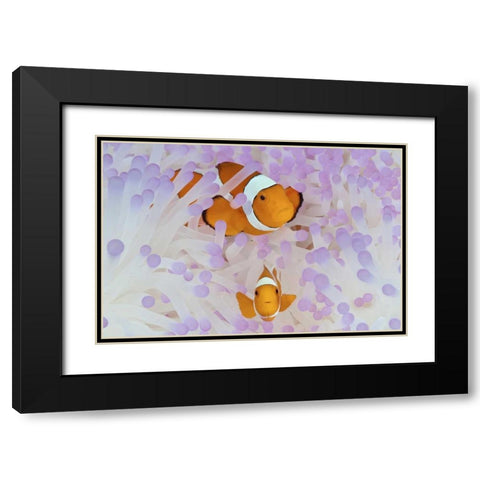 Indonesia, Papua Anemonefish in an anemone Black Modern Wood Framed Art Print with Double Matting by Shimlock, Jones