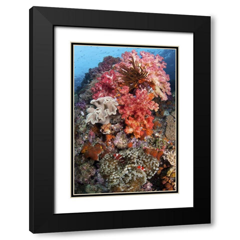 Indonesia, Papua, SE Misool Fish and coral Black Modern Wood Framed Art Print with Double Matting by Shimlock, Jones