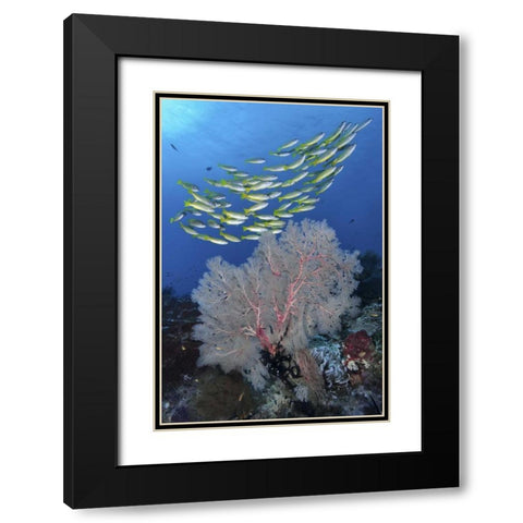 Indonesia, Papua, SE Misool Fish and coral Black Modern Wood Framed Art Print with Double Matting by Shimlock, Jones