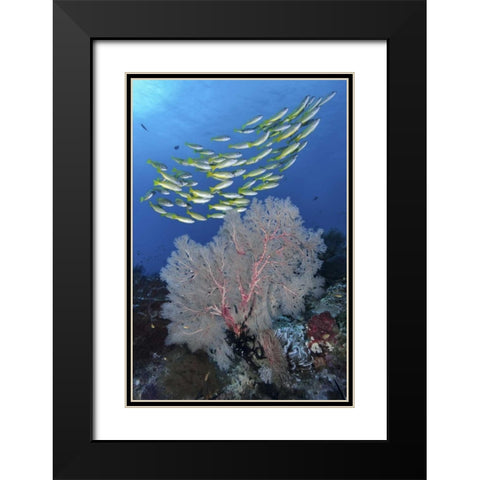 Indonesia, Papua, SE Misool Fish and coral Black Modern Wood Framed Art Print with Double Matting by Shimlock, Jones