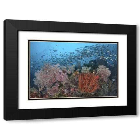 Indonesia, Papua, SE Misool Fish and coral Black Modern Wood Framed Art Print with Double Matting by Shimlock, Jones
