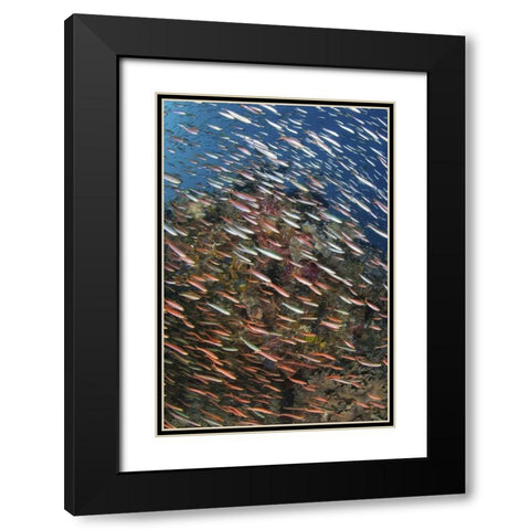 Indonesia, Raja Ampat Underwater fish and coral Black Modern Wood Framed Art Print with Double Matting by Shimlock, Jones