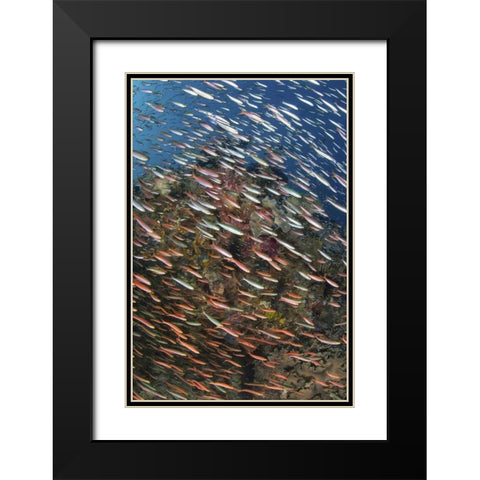 Indonesia, Raja Ampat Underwater fish and coral Black Modern Wood Framed Art Print with Double Matting by Shimlock, Jones