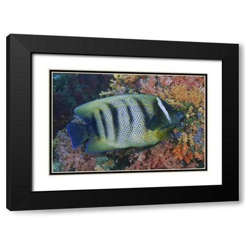 Indonesia, Raja Ampat Underwater fish and coral Black Modern Wood Framed Art Print with Double Matting by Shimlock, Jones