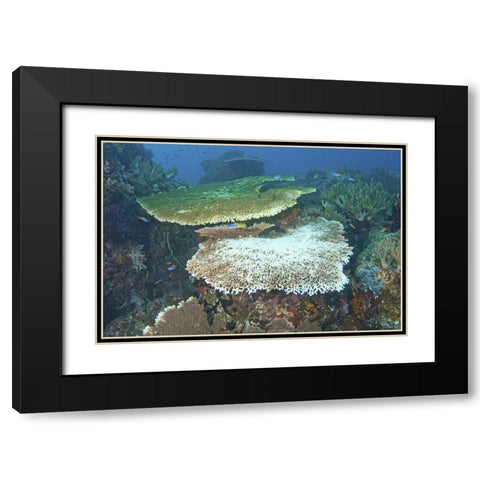 Indonesia, Papua, Raja Ampat Damaged reef Black Modern Wood Framed Art Print with Double Matting by Shimlock, Jones